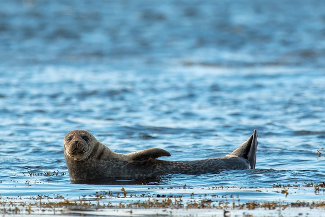 animal, seal, scotland, sea, water, nature, species, marine, mammal